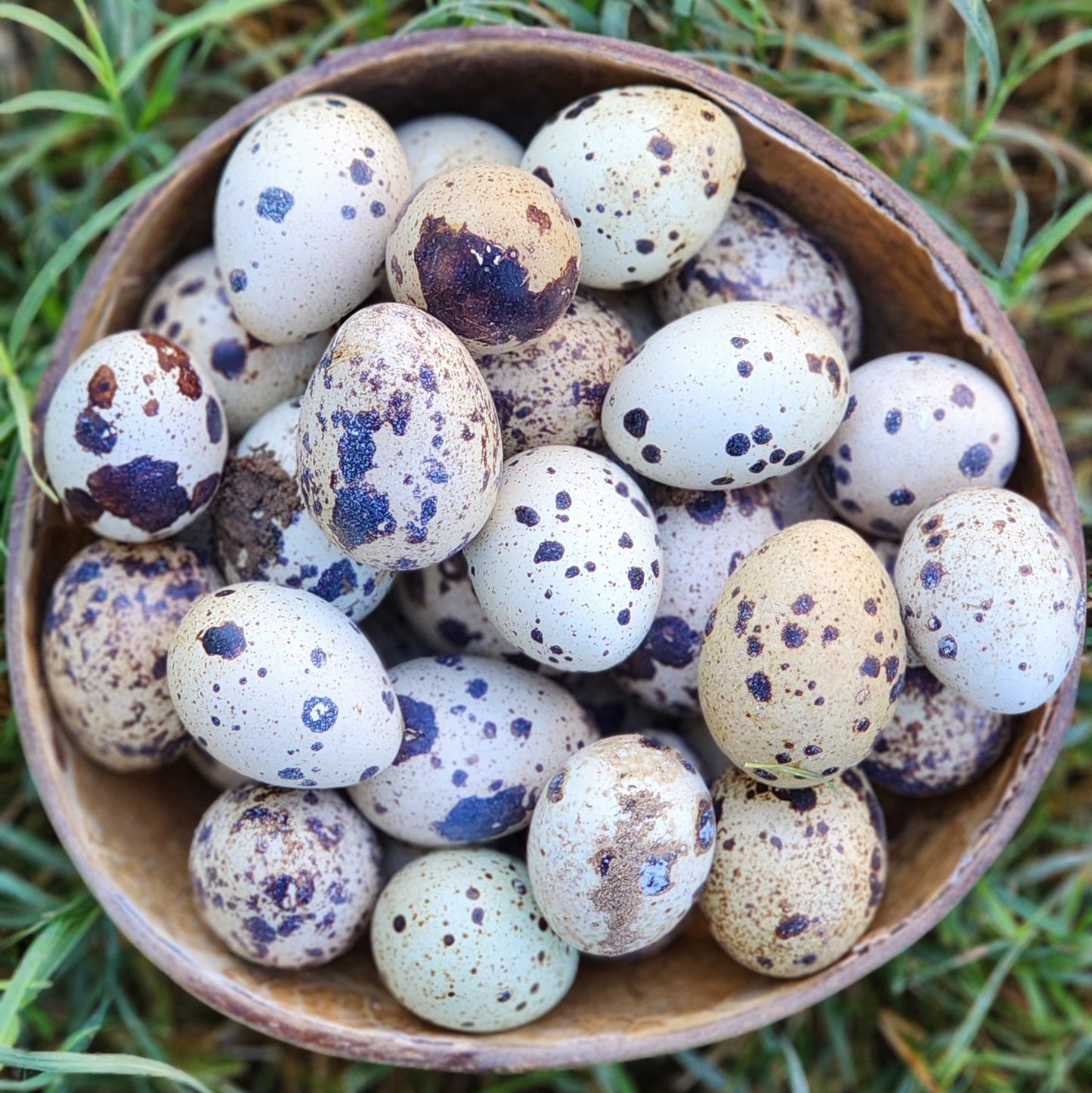 24 count - 2 dozen organic quail eggs MOST POPULAR