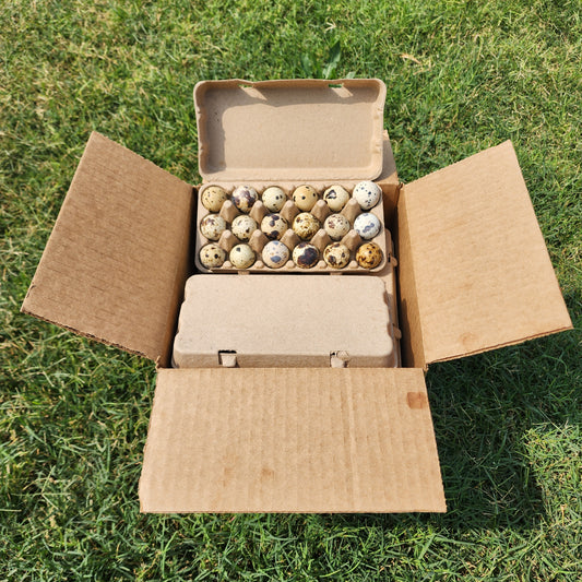 Super savings wholesale 15 dozen 180 ct quail eggs !! Family/ starter pack